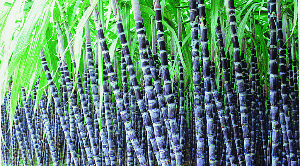 sugarcane pulp packaging